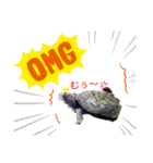 クサガメブラザーズ（個別スタンプ：6）