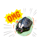 クサガメブラザーズ（個別スタンプ：7）