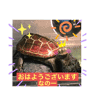 クサガメブラザーズ（個別スタンプ：16）
