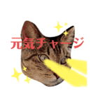nekoたち（個別スタンプ：1）