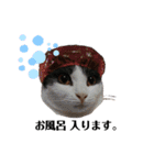 nekoたち（個別スタンプ：6）