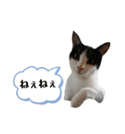 nekoたち（個別スタンプ：8）