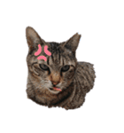 nekoたち（個別スタンプ：9）
