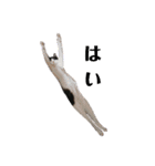 nekoたち（個別スタンプ：10）