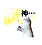 nekoたち（個別スタンプ：11）