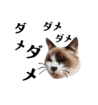 nekoたち（個別スタンプ：16）