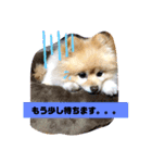 犬犬しい犬①（個別スタンプ：1）