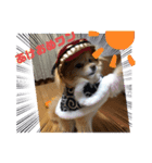 犬犬しい犬①（個別スタンプ：2）