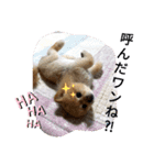 犬犬しい犬①（個別スタンプ：4）