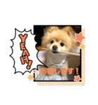 犬犬しい犬①（個別スタンプ：5）