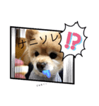 犬犬しい犬①（個別スタンプ：6）