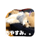 犬犬しい犬①（個別スタンプ：8）