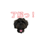 使える！黒ぷースタンプ☆（個別スタンプ：2）