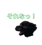 使える！黒ぷースタンプ☆（個別スタンプ：6）