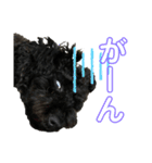 使える！黒ぷースタンプ☆（個別スタンプ：8）