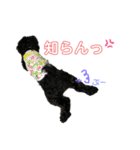 使える！黒ぷースタンプ☆（個別スタンプ：11）