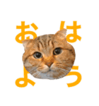 とらおの集大成①（個別スタンプ：3）
