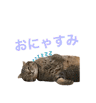 とらおの集大成①（個別スタンプ：4）