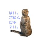 とらおの集大成①（個別スタンプ：7）