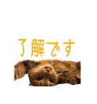 とらおの集大成①（個別スタンプ：8）