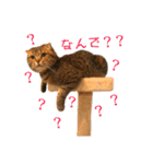 とらおの集大成①（個別スタンプ：10）