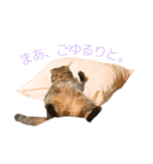 とらおの集大成①（個別スタンプ：12）