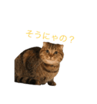とらおの集大成①（個別スタンプ：14）