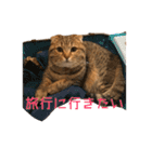 とらおの集大成①（個別スタンプ：15）