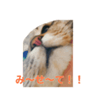 とらおの集大成①（個別スタンプ：18）