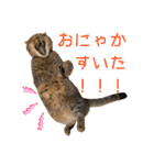 とらおの集大成①（個別スタンプ：20）