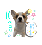 コーギーふうたスタンプ（個別スタンプ：4）
