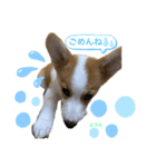 コーギーふうたスタンプ（個別スタンプ：8）