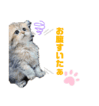 ぺるちゃん。（個別スタンプ：5）