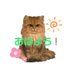 ぺるちゃん。（個別スタンプ：6）