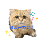 ぺるちゃん。（個別スタンプ：9）