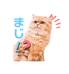 ぺるちゃん。（個別スタンプ：11）