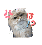 ぺるちゃん。（個別スタンプ：12）