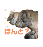 ぺるちゃん。（個別スタンプ：14）