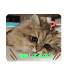 ぺるちゃん。（個別スタンプ：16）