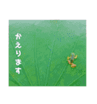 まるみやスタンプ（個別スタンプ：25）