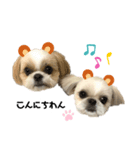 シーズースタンプ。ジョワ・シェリ・ミミ！（個別スタンプ：6）