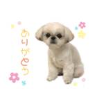 シーズースタンプ。ジョワ・シェリ・ミミ！（個別スタンプ：8）