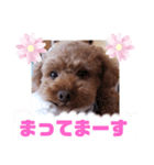 トイプーホルンの日常3（個別スタンプ：1）
