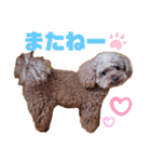 トイプーホルンの日常3（個別スタンプ：3）