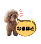 トイプーホルンの日常3（個別スタンプ：5）