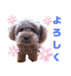 トイプーホルンの日常3（個別スタンプ：7）