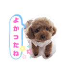 トイプーホルンの日常3（個別スタンプ：8）
