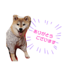 柴犬 ロック 3（個別スタンプ：1）