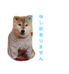 柴犬 ロック 3（個別スタンプ：2）