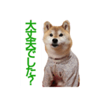 柴犬 ロック 3（個別スタンプ：3）